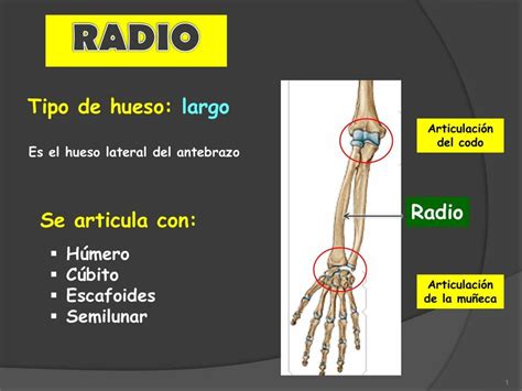 Sala demostración consumirse imagenes del hueso radio ley ventajoso