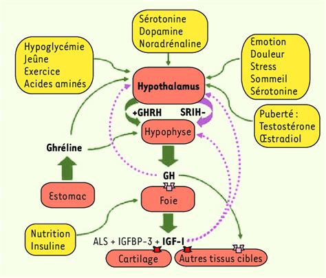 Régulation de l axe somatotrope chez l homme L hormone de croissance