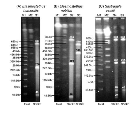 Pulsed Field Gel Electrophoresis Of The Symbiont Genomic DNA Prepared