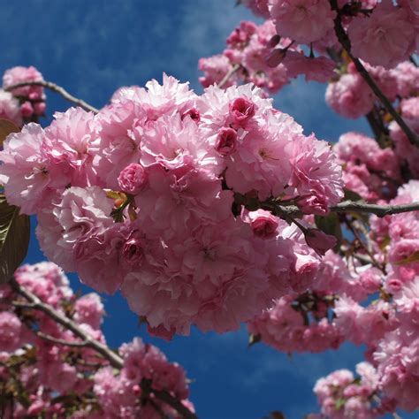 Cerisier Du Japon Royal Burgundy Prunus Serrulata Fleurs Rose Pourpr