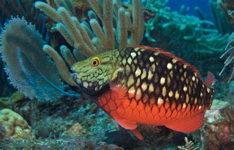 Parrotfish: Important Coral Reef Keepers - EA News Aruba