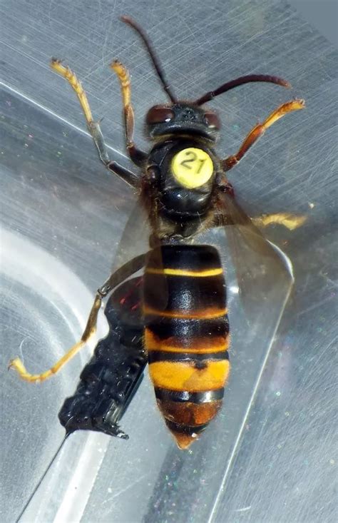 Asian hornets spotted in UK as scientists work to fight off threat to honeybees - Manchester ...