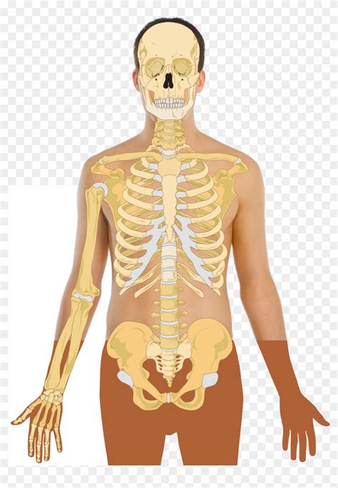 Human Anatomy Vector Human Bone Structure Png Transparent Png