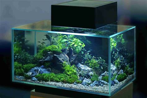 What Are The Best Fish For A 20 Gallon Tank Here Are 10 Great Options