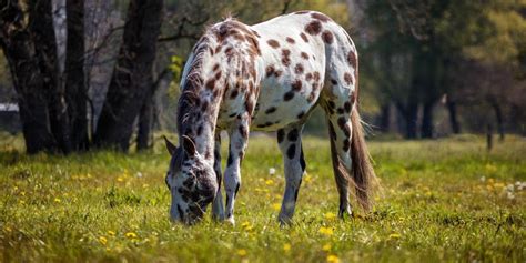 The Appaloosa: All About These Beautiful Spotted Horses – Insider Horse ...