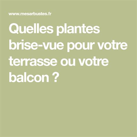 Quelles Plantes Brise Vue Pour Votre Terrasse Ou Votre Balcon