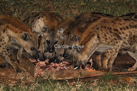 "Pack of Spotted Hyena Scavenging at Night" by Carole-Anne | Redbubble