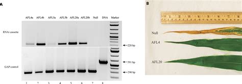 Aflatoxin Free Transgenic Maize Using Host Induced Gene Silencing