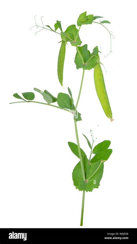 Усики гороха (много фото) - treepics.ru
