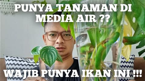 Cara Menanam Tanaman Yang Bisa Hidup Di Air Dengan Ikan Cupang Makin