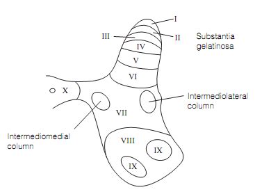 Rexed Laminae Flashcards Quizlet