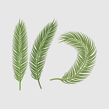 A Set Of Tropical Leaves Flora Leaf Set Vector Flora Leaf Set Png