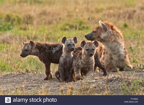 Hyena cubs hi-res stock photography and images - Alamy