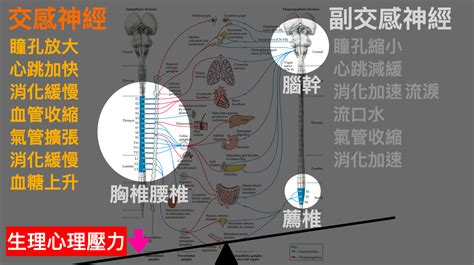 還在煩惱自律神經失調看哪科？想自救改善看這篇，你該知道的6個觀念 Neurodrlee