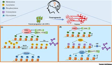 Histone Variants And Histone Modifications In Neurogenesis Trends In