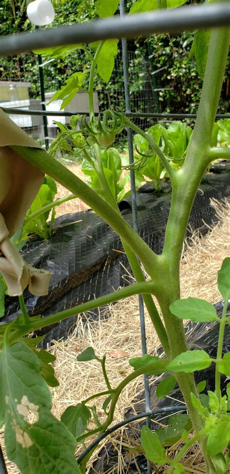 First Cherokee Purple coming in! | Scrolller