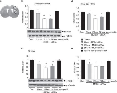 Intranasal Delivery Of HMGB1 SiRNA Confers Target Gene Knockdown And