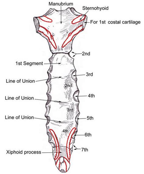 👉 Sternum Pain (Breastbone) - Causes (Under, behind area) (December 2021)