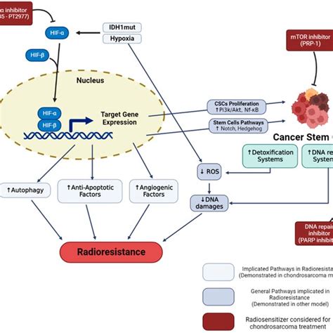 Hypoxia And Cancer Stem Cells Radioresistance In Chondrosarcoma