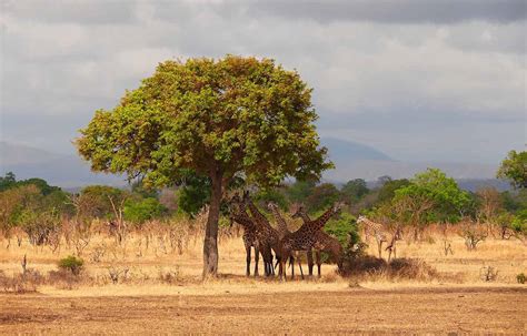 Mikumi National Park - The Expert Holidays