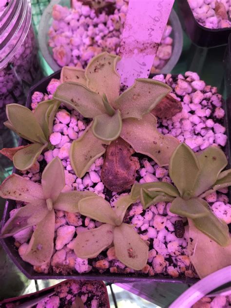 Pinguicula Emarginata X Gigantea HC B Carnivorous Plant Resource