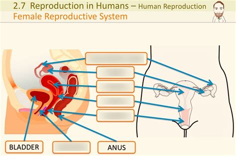 Diagram Of 2 7 Reproduction In Humans Female Reproduction System