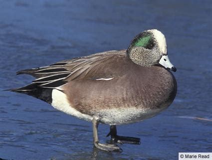 male american wigeon duck - Birds Photo (36091745) - Fanpop