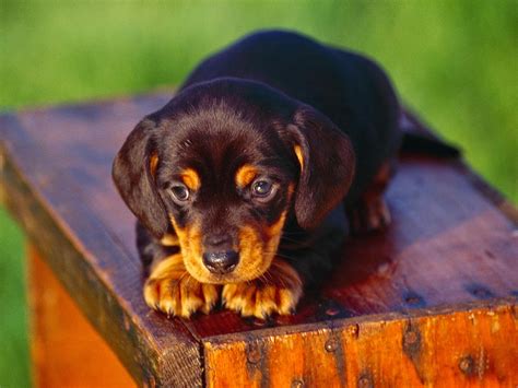 Rules of the Jungle: Dachshund puppies