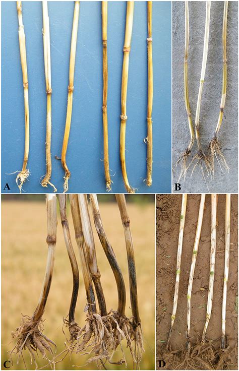 Frontiers Spatial Distribution Of Root And Crown Rot Fungi Associated