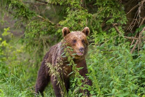 European Brown Bear Ursus Arctos Arctos in Natural Habitat. Romania ...