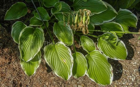 P00 Hosta Body And Soul From The Hosta Helper Presented By