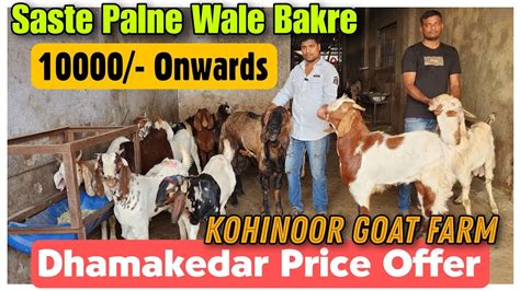 10000 Onwards Saste Palne Wale Bakre KOHINOOR GOAT FARM Goat