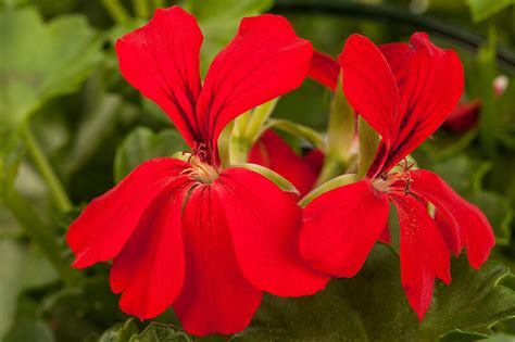 Pelargonium Peltatum Bild Kaufen Gartenbildagentur