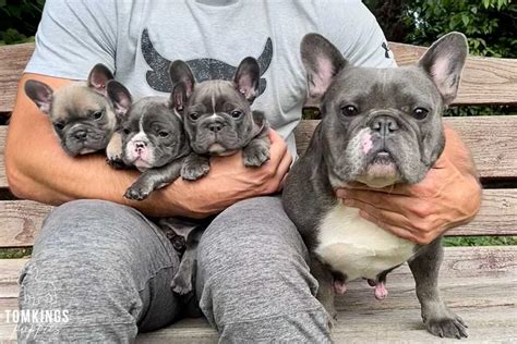 French Bulldog Size and Appearance: What to Expect as They Grow ...