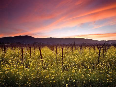 Napa Valley Wallpapers 4k Hd Napa Valley Backgrounds On Wallpaperbat