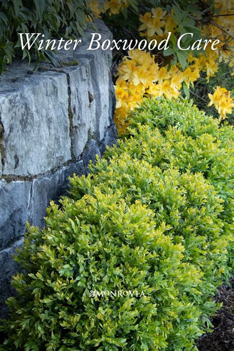 Boxwood Winter Care How To Avoid Boxwood Winter Burn Winter Shrubs