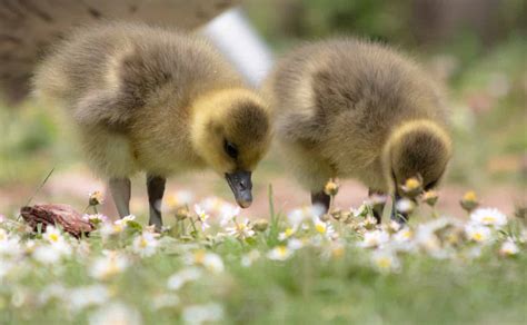 Baby Goose: 11 Pictures and 10 Incredible Gosling Facts - A-Z Animals