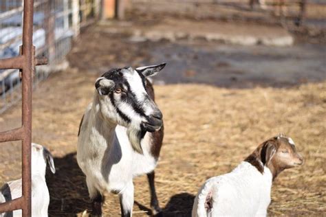 Raising Goats For Beginners Raising Goats Dairy Goats Goats