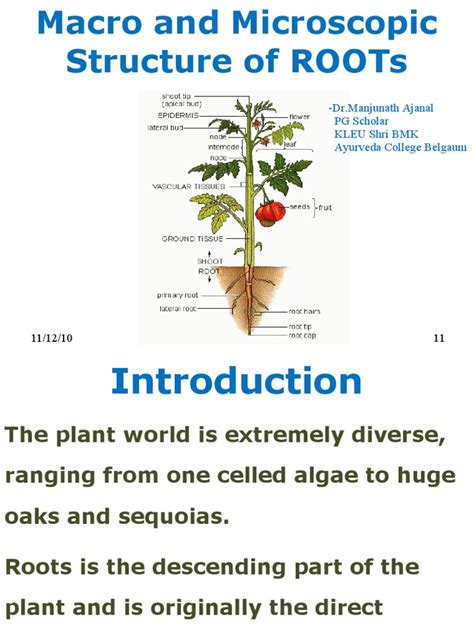 Roots Basic Botany Root Plant Physiology