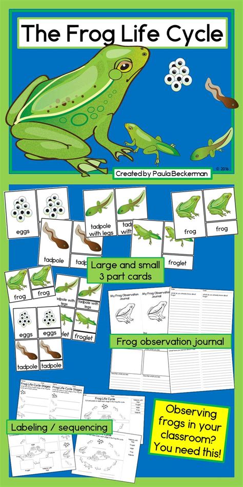 Frog Life Cycle Activities With 3 Part Cards Journal And Worksheets