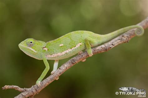 Chamaeleo Dilepis Flap Neck Chameleon