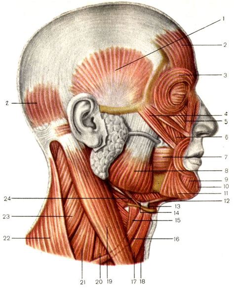 Мышцы головы и шеи вид сбоку 1 височная мышца m temporalis 2