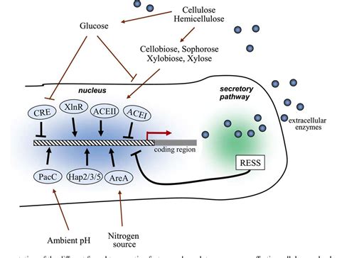 Pdf Transcriptional Regulation Of Plant Cell Wall Degradation By