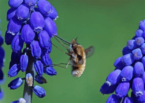 What Is A Bee Fly? | 10 Facts About This 'Bee Mimic'