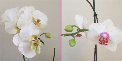 Orchids Real Vs Fake