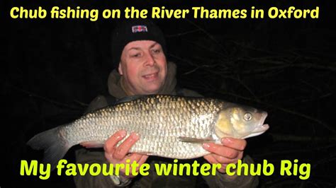 Chub Fishinhg On The River Thames How To Set Up A Cage Feeder Rig