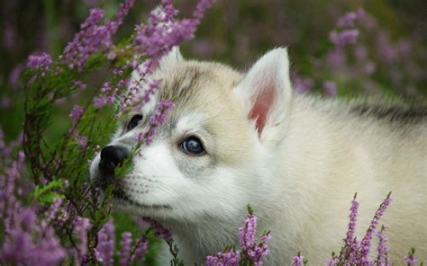 animals, Dogs, Babies, Puppy, Cute, Eyes, Flowers Wallpapers HD ...