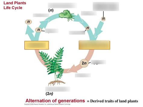 Alternation Of Generations Diagram Quizlet