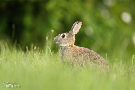 Wild Rabbit Photos, Wild Rabbit Images, Nature Wildlife Pictures ...