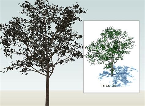 Sketchup 3d Trees Collection 1 By Sketchup Texture 53 Sketchuptexture Free 3d Model